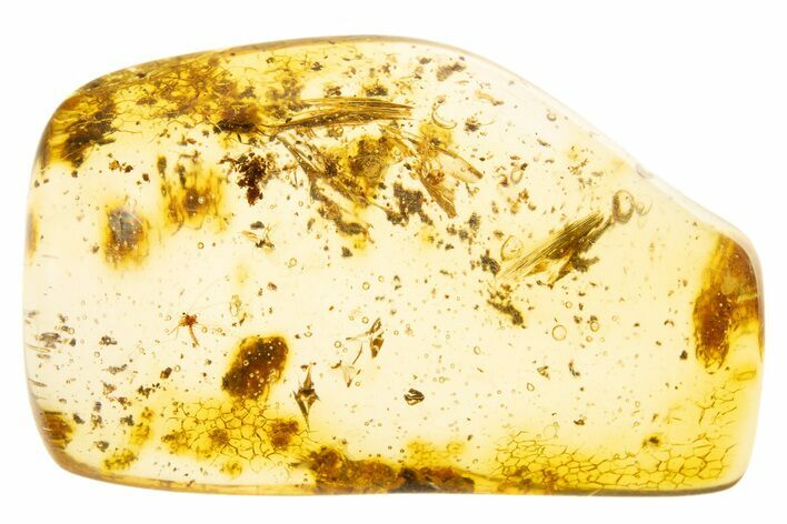 Polished Colombian Copal ( g) - Contains Several Flies! #304098